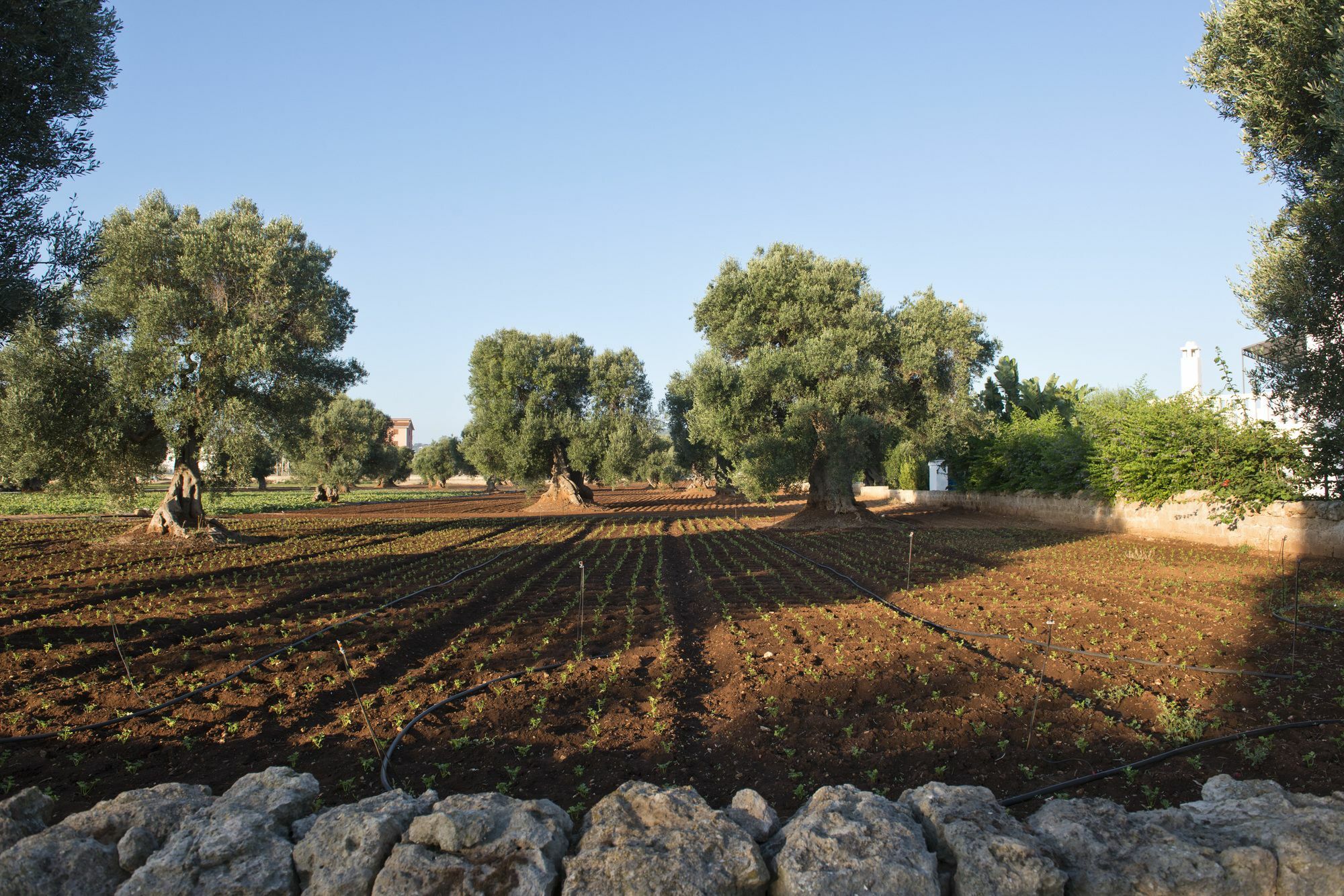 Masseria Don Luigi-Luxury Farmhouse Savelletri Zewnętrze zdjęcie
